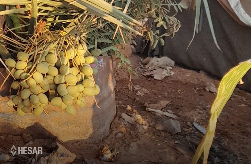 نخيل الرّكبان..حنينٌ للديار لم تنضج ثماره بعد